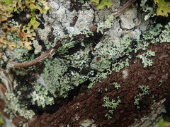 Heterodermia obscurata