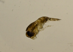 Hyperiidae