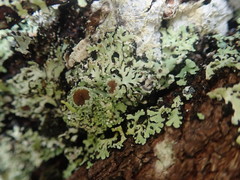 Heterodermia obscurata