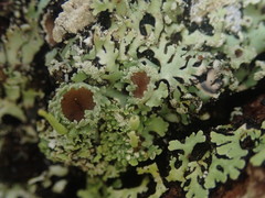 Heterodermia obscurata