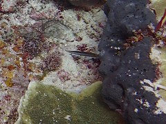 Pseudochromis bitaeniatus