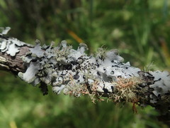 Austroparmelina labrosa