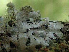 Austroparmelina labrosa