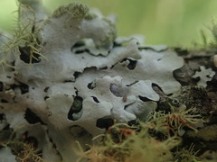 Austroparmelina labrosa