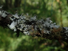 Austroparmelina labrosa