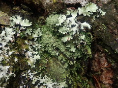 Neophyllis melacarpa