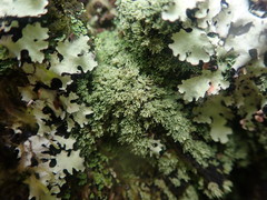 Neophyllis melacarpa