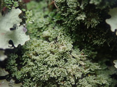 Neophyllis melacarpa