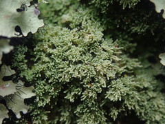 Neophyllis melacarpa