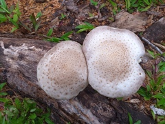 Fungi