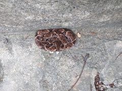 Bothrops leucurus