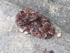 Bothrops leucurus
