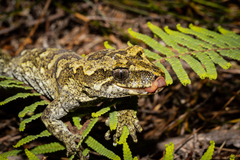 Mokopirirakau