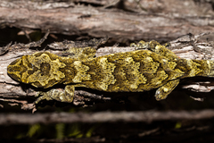 Mokopirirakau