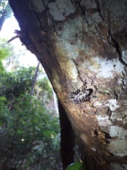 Steirastoma marmoratum