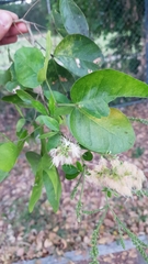 Pithecellobium lanceolatum