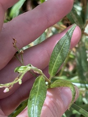 Persicaria praetermissa