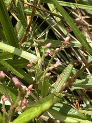 Persicaria praetermissa