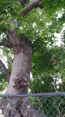 Pithecellobium lanceolatum