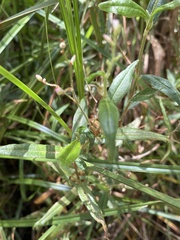 Persicaria praetermissa