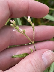 Persicaria praetermissa