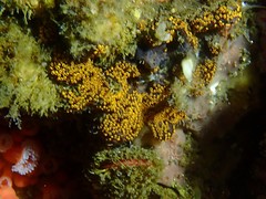 Botrylloides diegensis