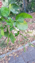 Pithecellobium lanceolatum