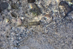 Cyprinodon nevadensis