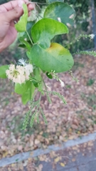 Pithecellobium lanceolatum