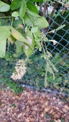 Pithecellobium lanceolatum