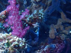 Oxycheilinus orientalis