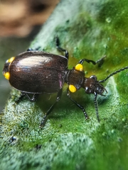 Physodera dejeani