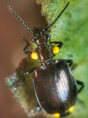 Physodera dejeani