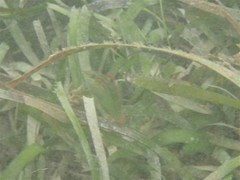 Halichoeres papilionaceus