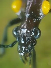 Physodera dejeani