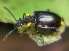 Physodera dejeani