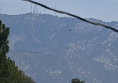 Corvus brachyrhynchos