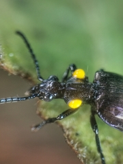 Physodera dejeani