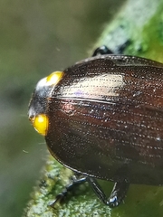 Physodera dejeani