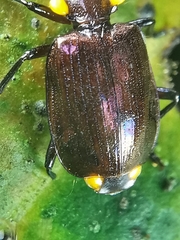 Physodera dejeani