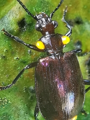 Physodera dejeani
