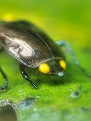 Physodera dejeani