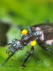Physodera dejeani