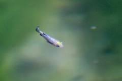 Cyprinodon nevadensis mionectes