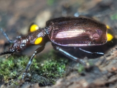 Physodera dejeani