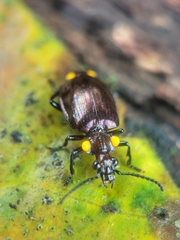 Physodera dejeani