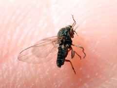 Austrosimulium