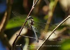 Micromidia convergens