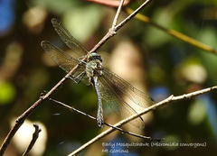 Micromidia convergens