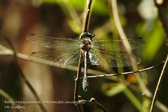 Micromidia convergens
